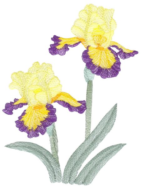 Lite Irises Set 2 Large-3