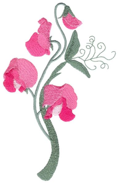 Sweet Pea Sensation Set 2 Large-10