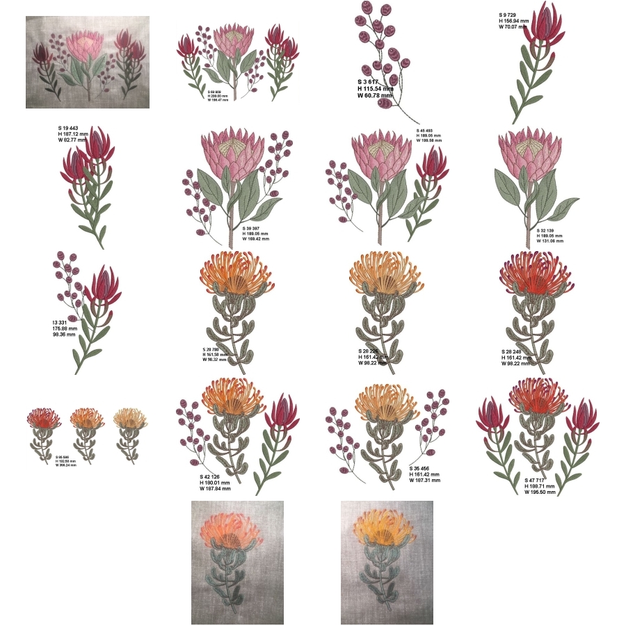 Fynbos Flowers