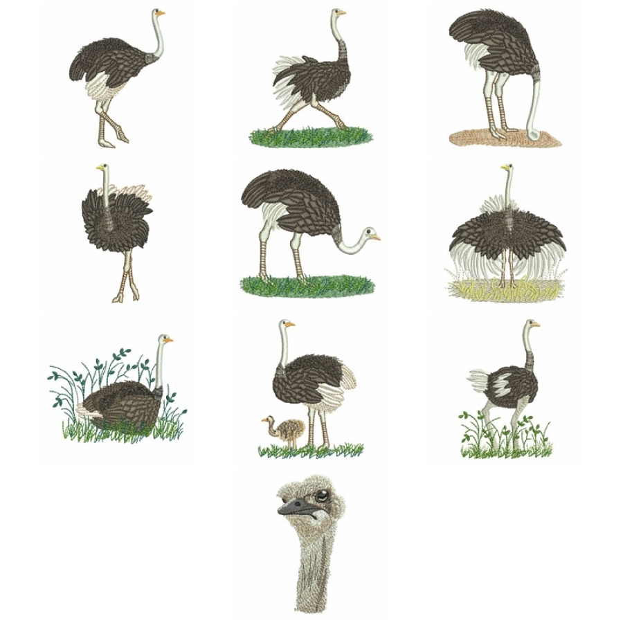 Ostrich