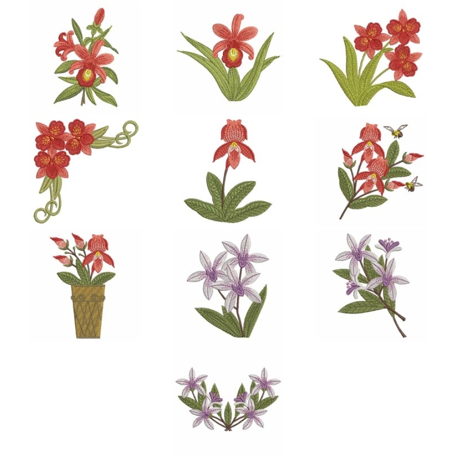 Orchids 