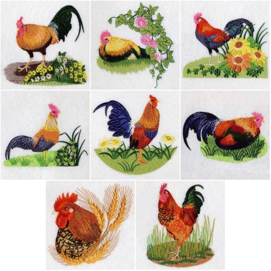 Roosters 