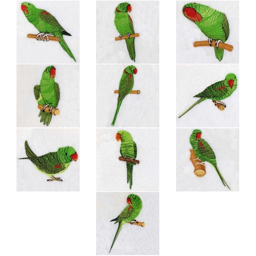 Asian Parakeet 