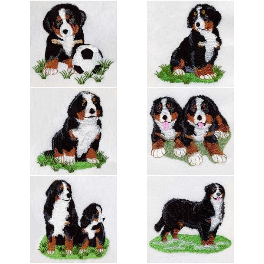 Bernese Mountain Dog 2 