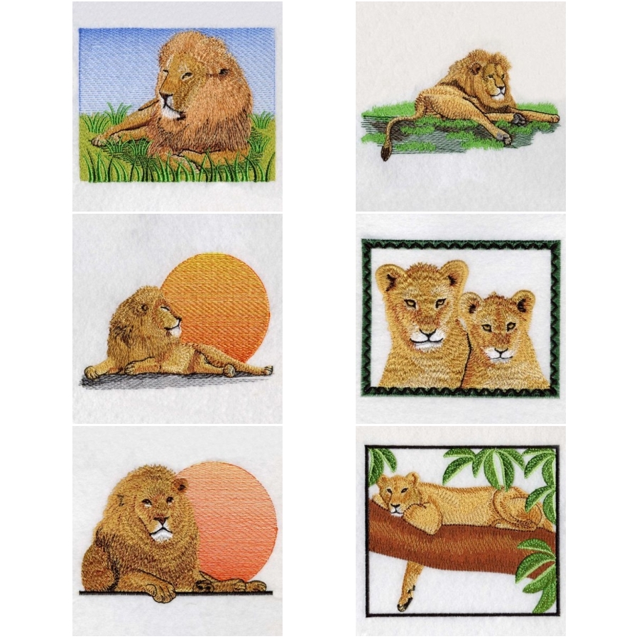 African Lion 