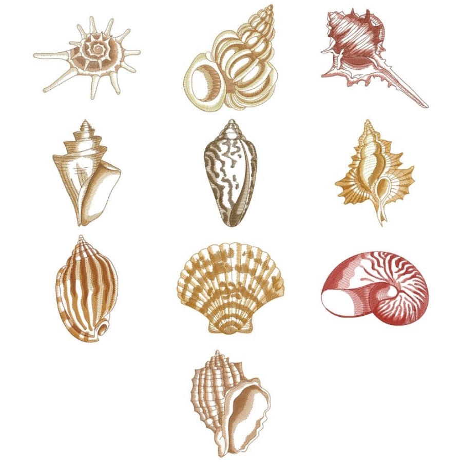 Sketched Seashells 