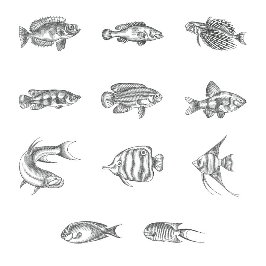 Sketched Fish 