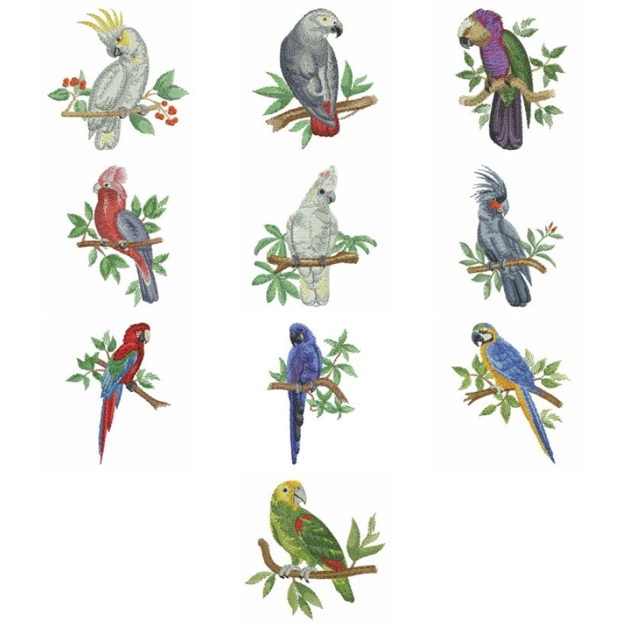 Watercolor Parrots 