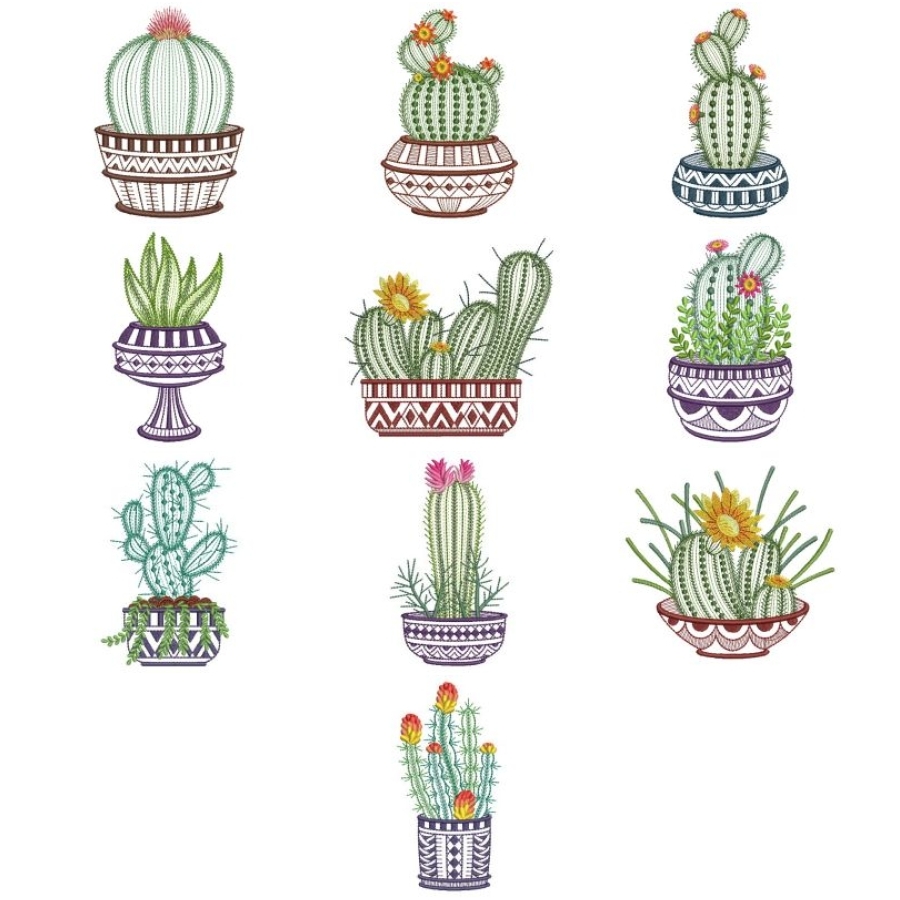 Basket Cactus 