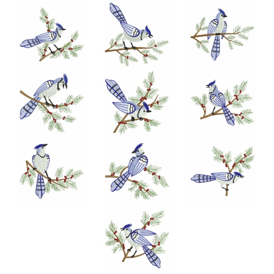 Winter Blue Jay