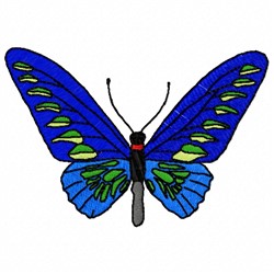 Blue Butterfly 3