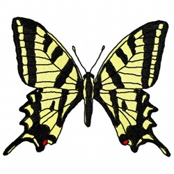 Papilio Butterfly 2