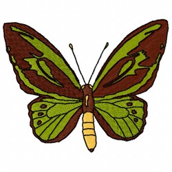 Priamus Butterfly
