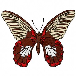 Rumanzovia Butterfly