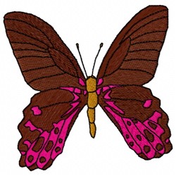 Thaiwanus Butterfly