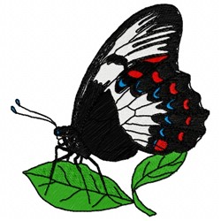 Papilionidae Butterfly