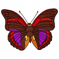 Praeneste Butterfly