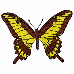 Lycophron Butterfly