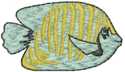 Saltwater Angel Fish
