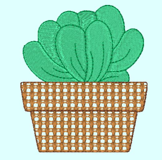Cactus-6