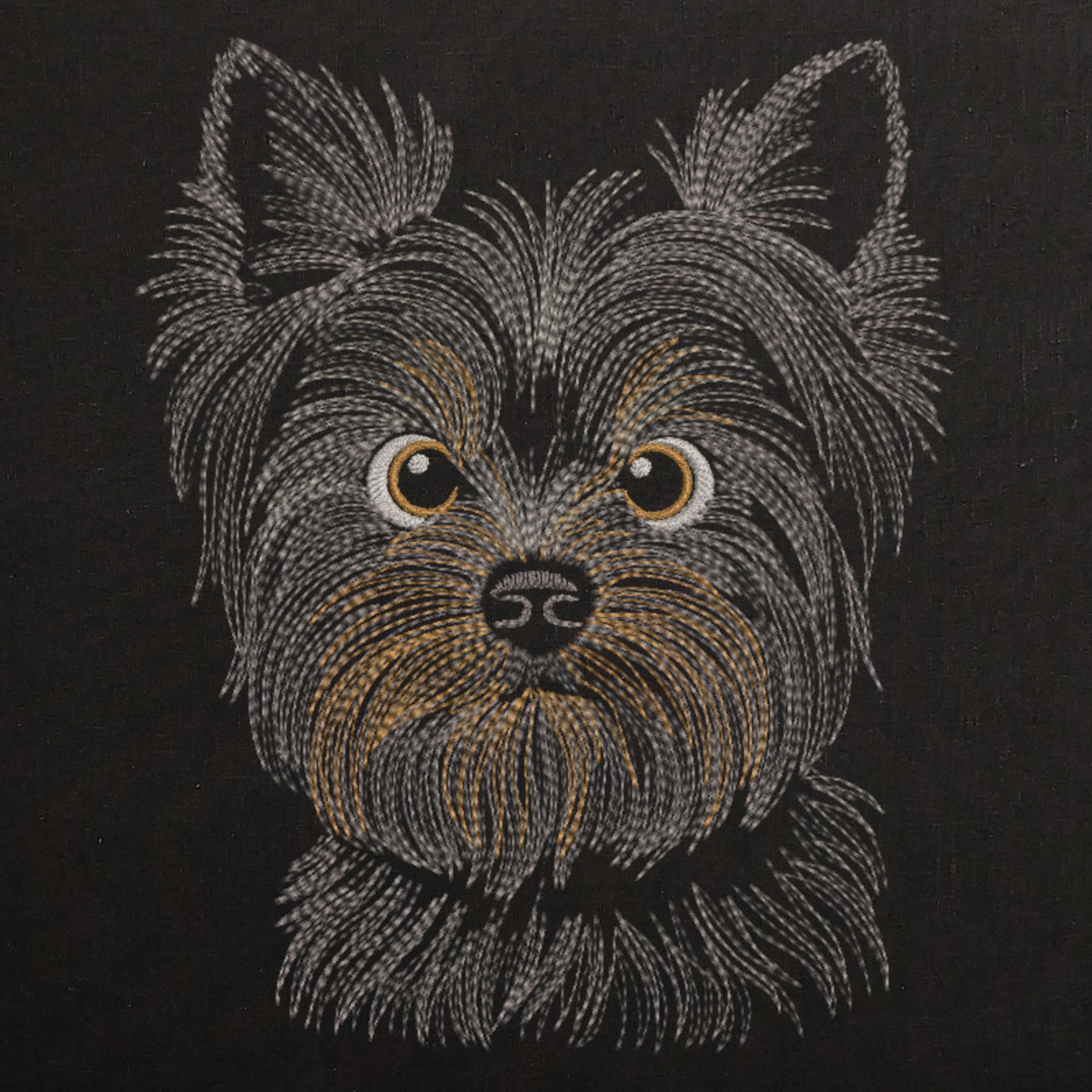 Dog Yorkshire Terrier Head-3