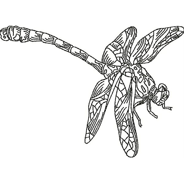Dragonflies-25