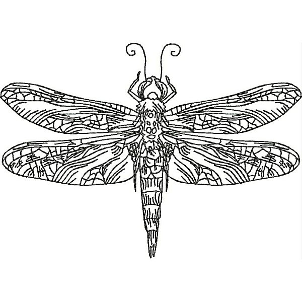 Dragonflies-27