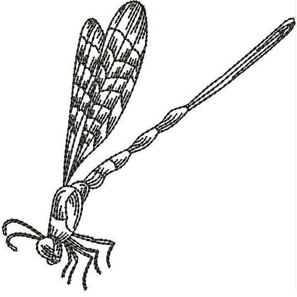 Dragonflies-28