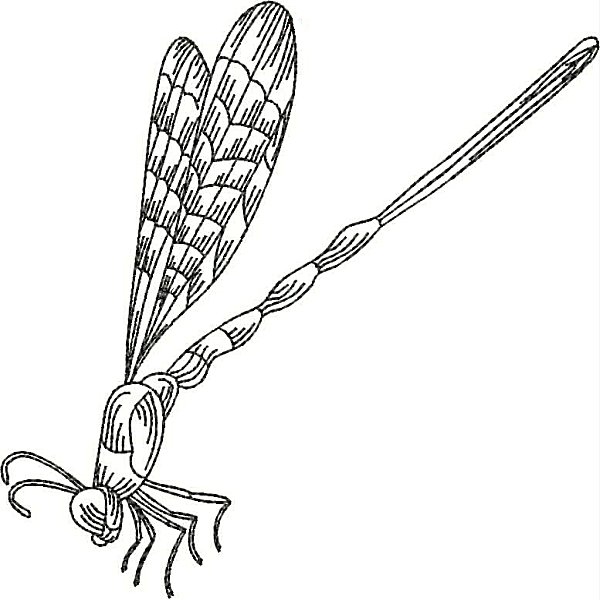 Dragonflies-29