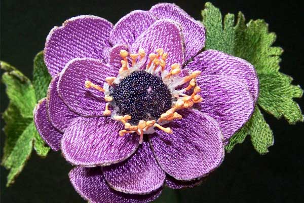 Purple Anemones -4