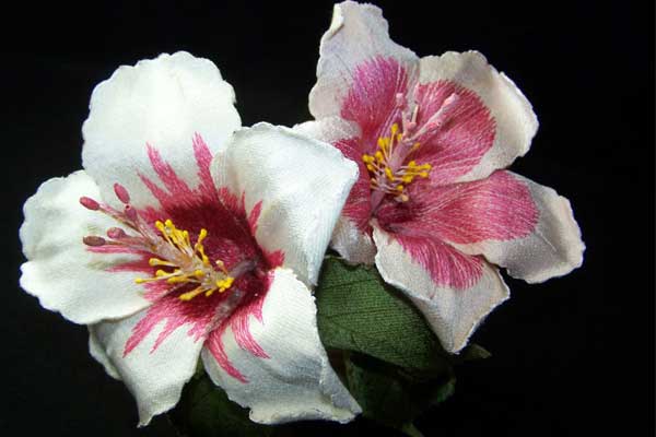 White Hibiscus -4