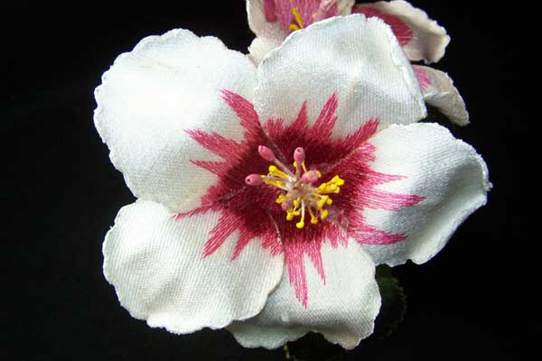 White Hibiscus -5