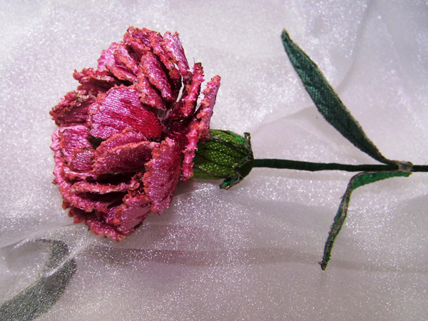 Pink Carnation -3