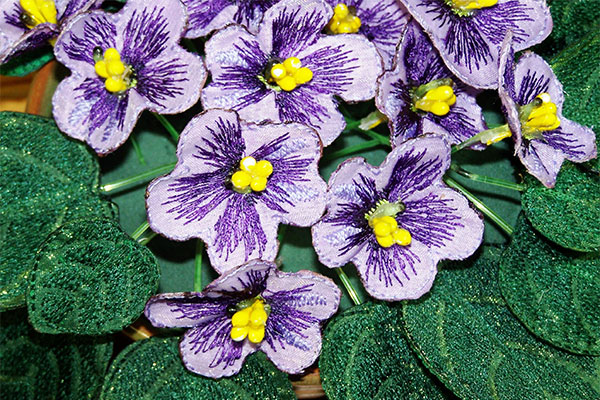 Purple Fabric African Violets -4
