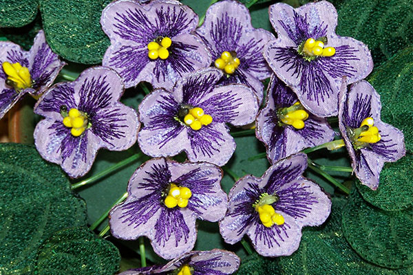 Purple Fabric African Violets -5