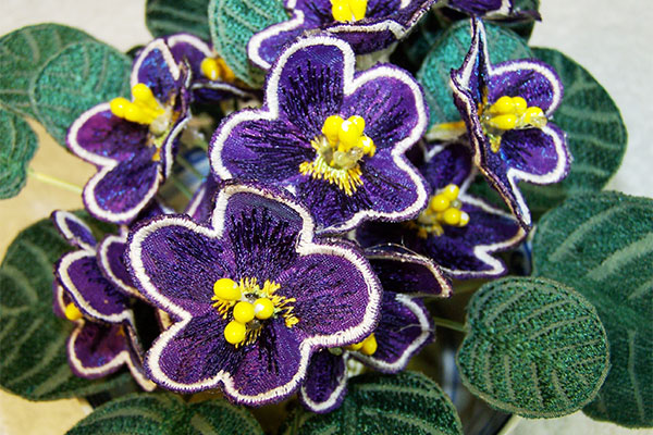 Dark Purple African Violets Fabric -4