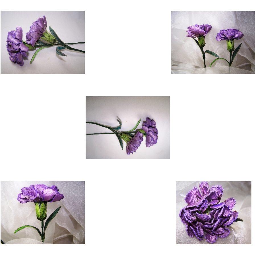 Lilac Carnation 