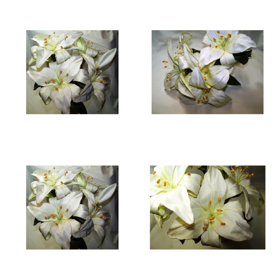 Saint Joseph Lily 