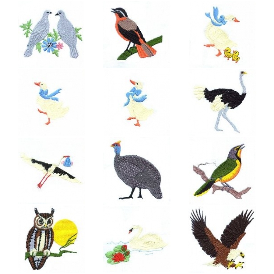 Beautiful Birds