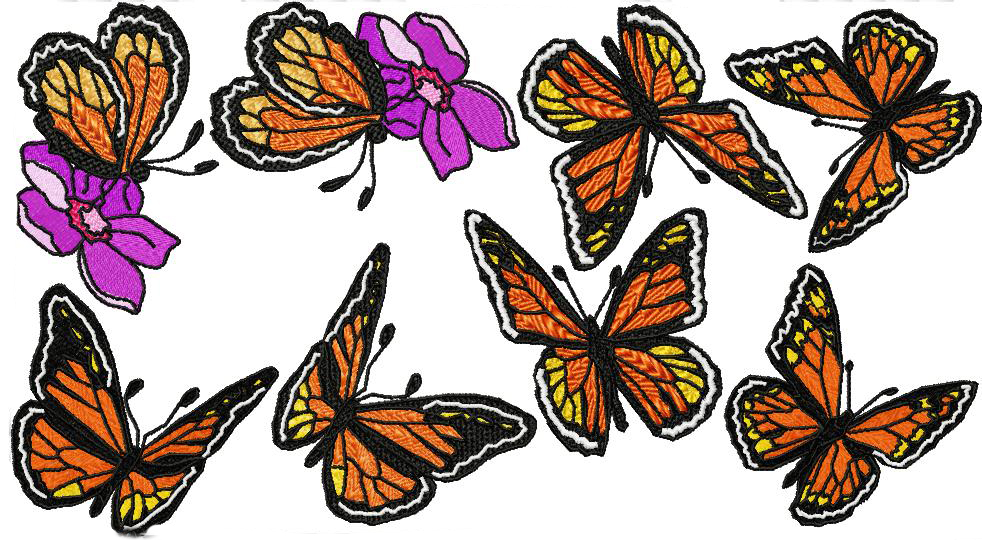 Flight of the Monarch Butterfly-11