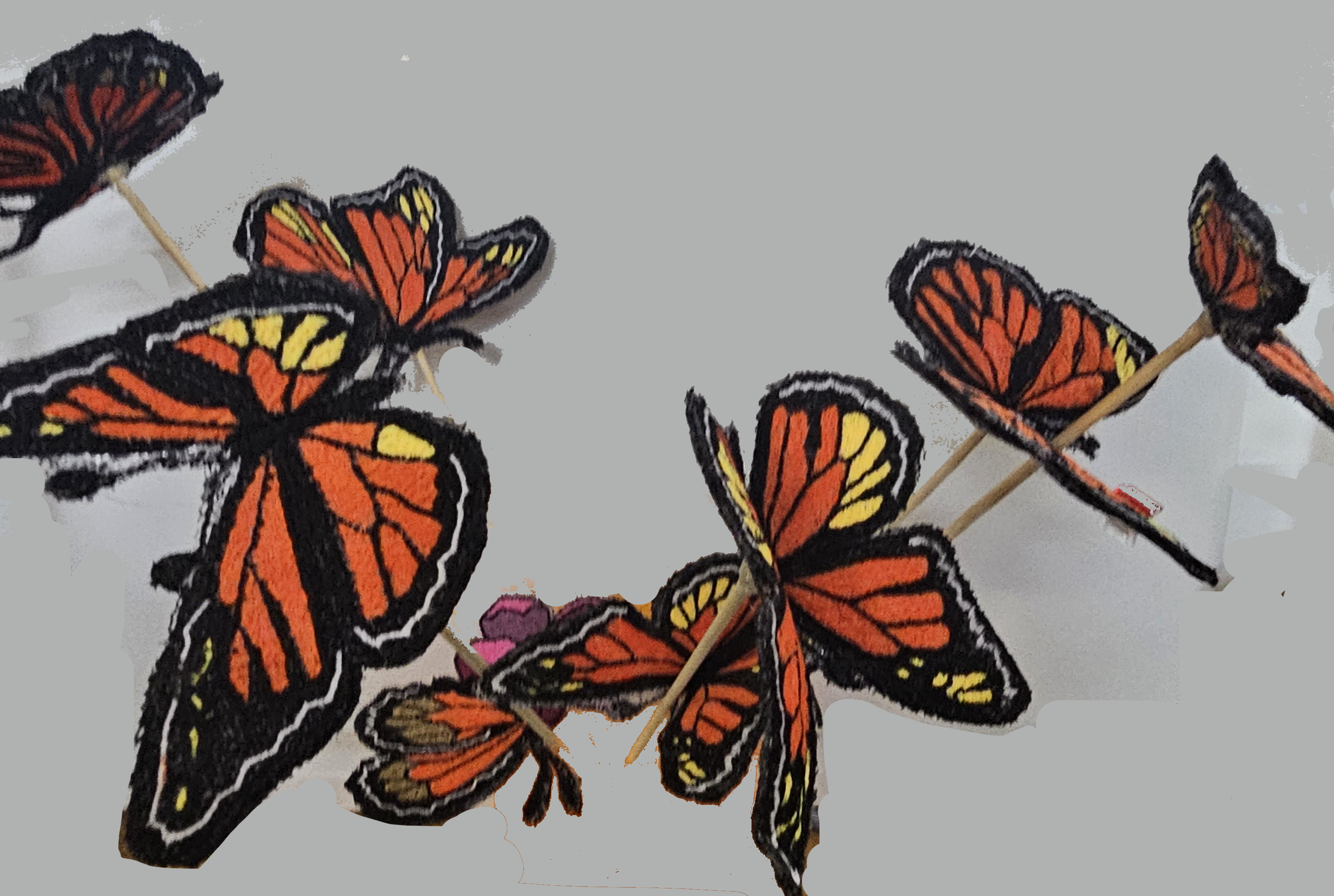 Flight of the Monarch Butterfly-23