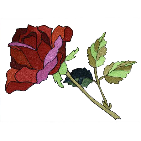 The Beauty of a Rose-15