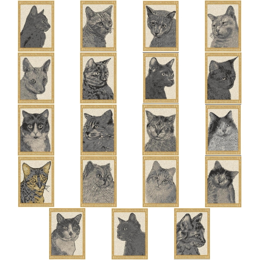 Here Kitty Kitty Kitty