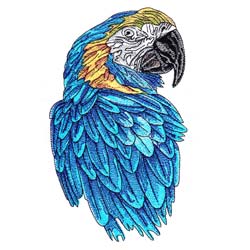 Macaw Drawing 10