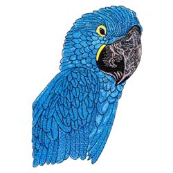 Macaw Drawing 11