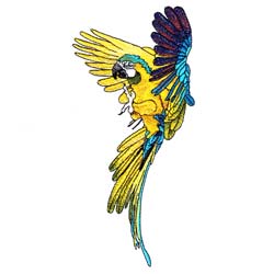 Macaw Drawing 15