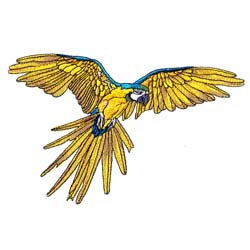 Macaw Drawing 16