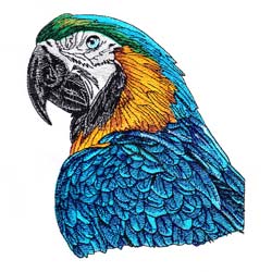 Macaw Drawing 5