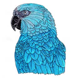 Macaw Drawing 6