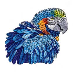 Macaw Drawing 7